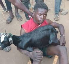 Man caught chewing a goat in Trans Nzoia after wife visits traditional doctor