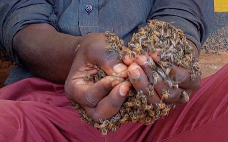 Swarm of bees attack pastor