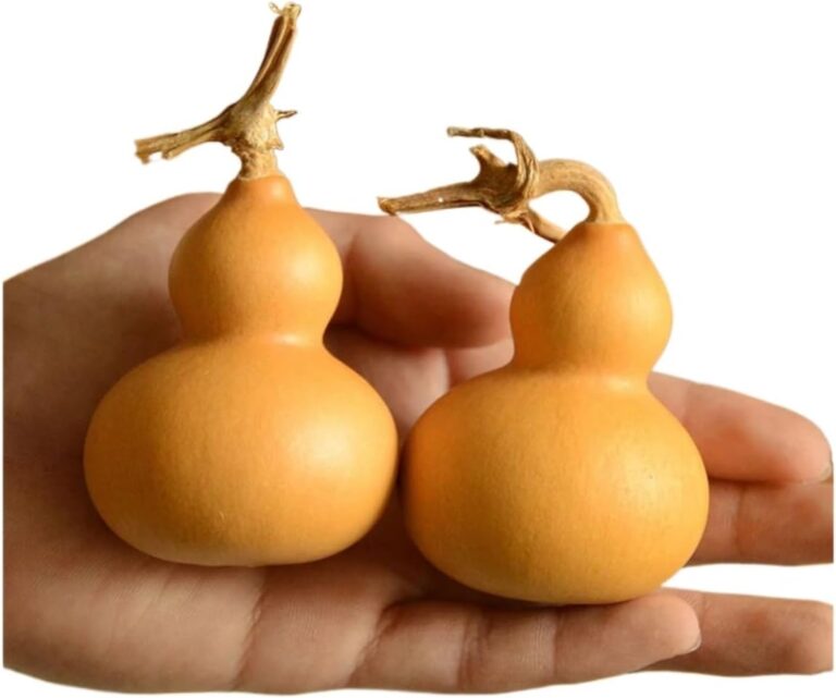 Kiambu Graduate Jobless for 4 Years Receives Offer After Carrying Tiny Calabash to Interview