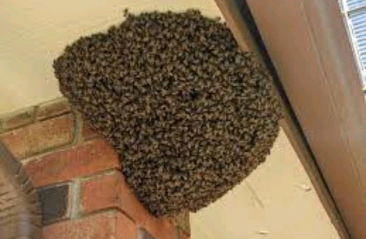 Two Thieves Celebrate Successful Robbery, By Morning, Their House Is Covered in Thick Black Bees That Won’t Let Anyone Enter