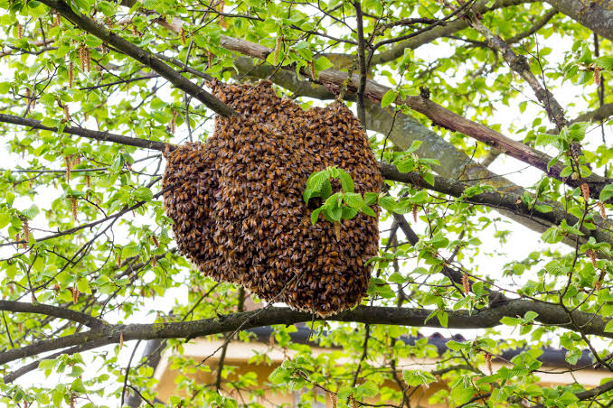 Wedding disrupted as angry bees swarm, bride and groom flee!