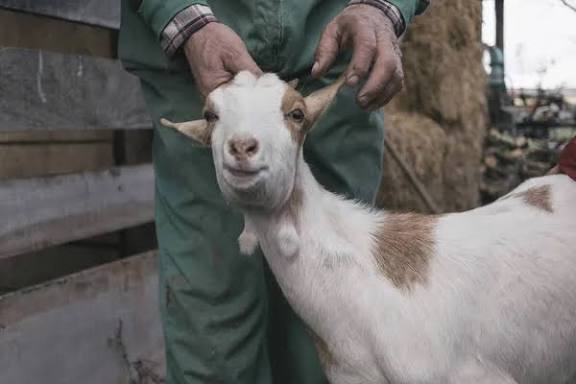 Drama in Village After Goat Refuses to Be Slaughtered During Traditional Ceremony