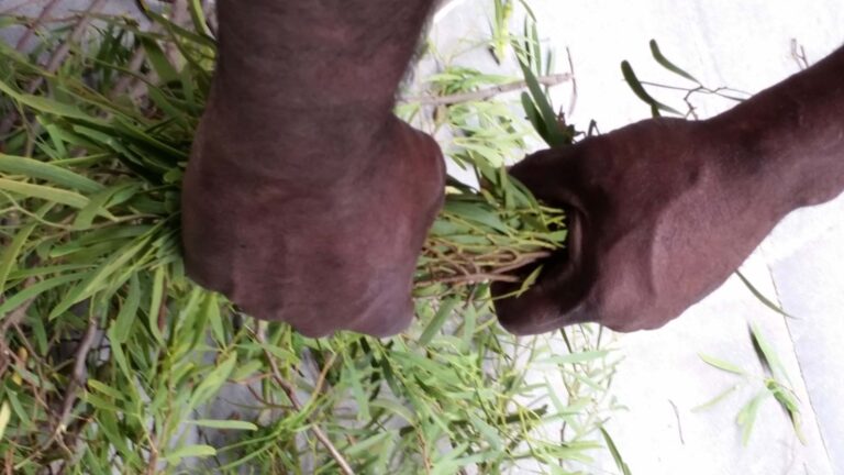 Kisii Man Eats Grass in Public After Allegedly Stealing From a Businessman