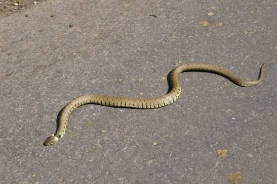 “Aliyepigwa Na Nyoka!” Man Hospitalized After Claiming Mystical Snake Followed Him Home for Cheating on Wife