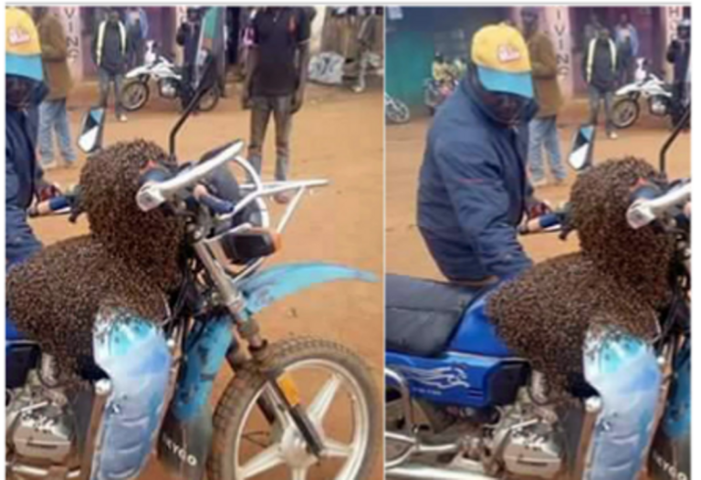 Man Exposed for Murder After Bees Camp on His Motorbike for Days