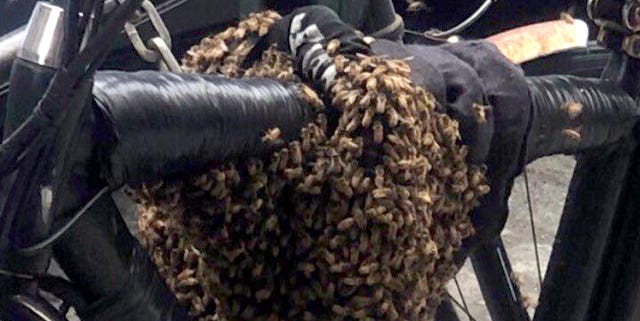 Shock as Stolen Motorbike Refuses to Start and Fills With Bees Until Owner Arrives to Reclaim It